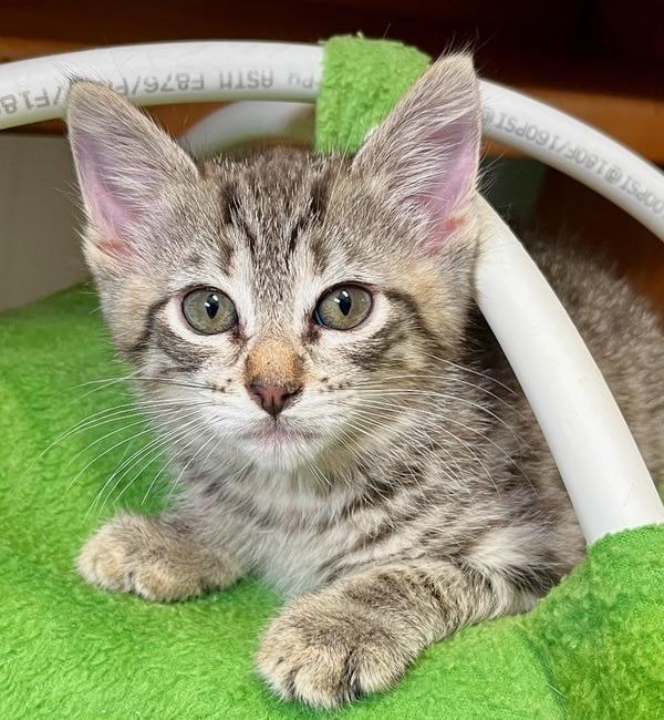 Augustus, Adoptable, Kitten Male Domestic Short Hair.