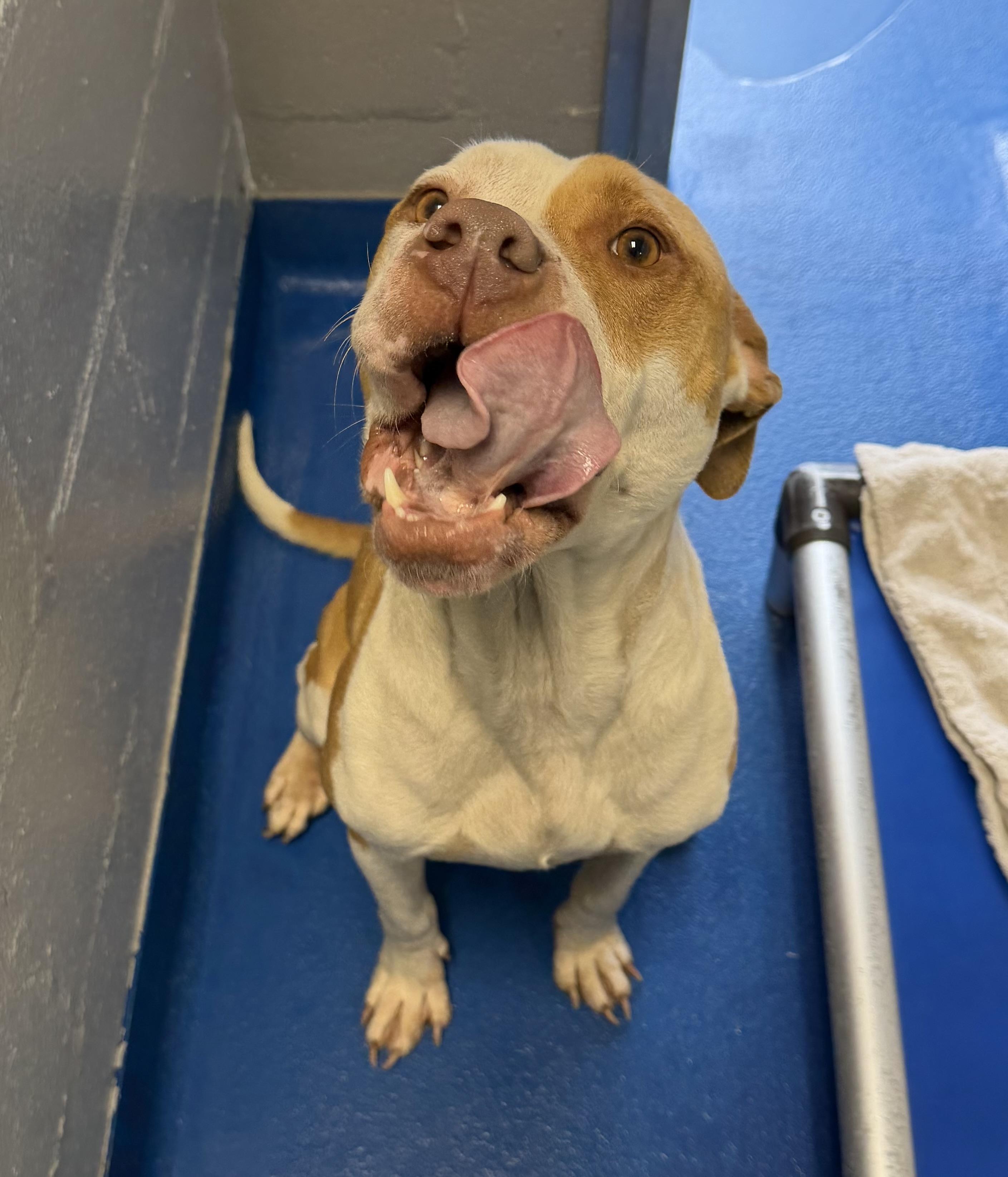 Enlarge Elara, a ADOPTABLE mixed breed in Lancaster, SC image 2/4