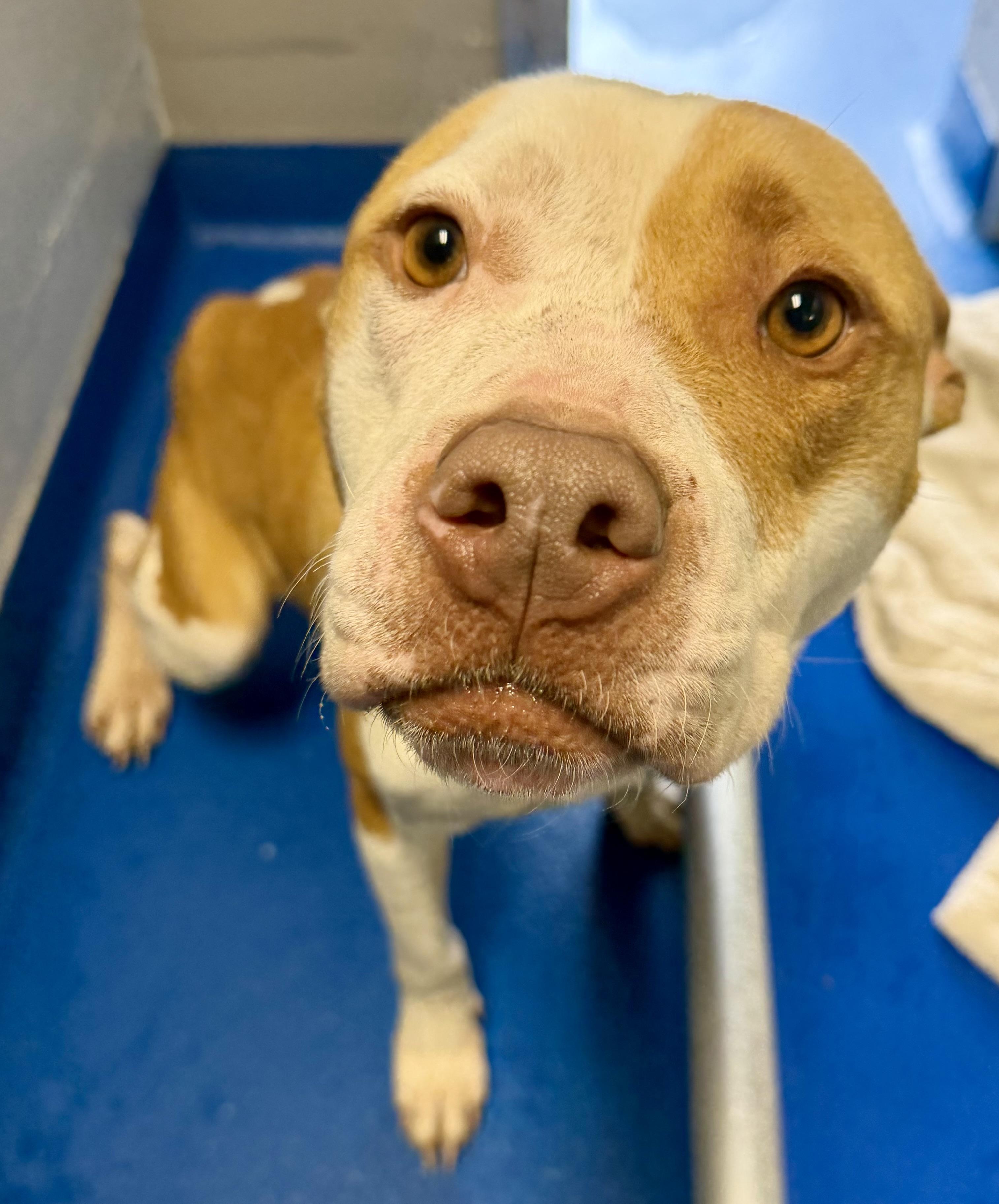 Elara, ADOPTABLE, Adult Female Terrier.