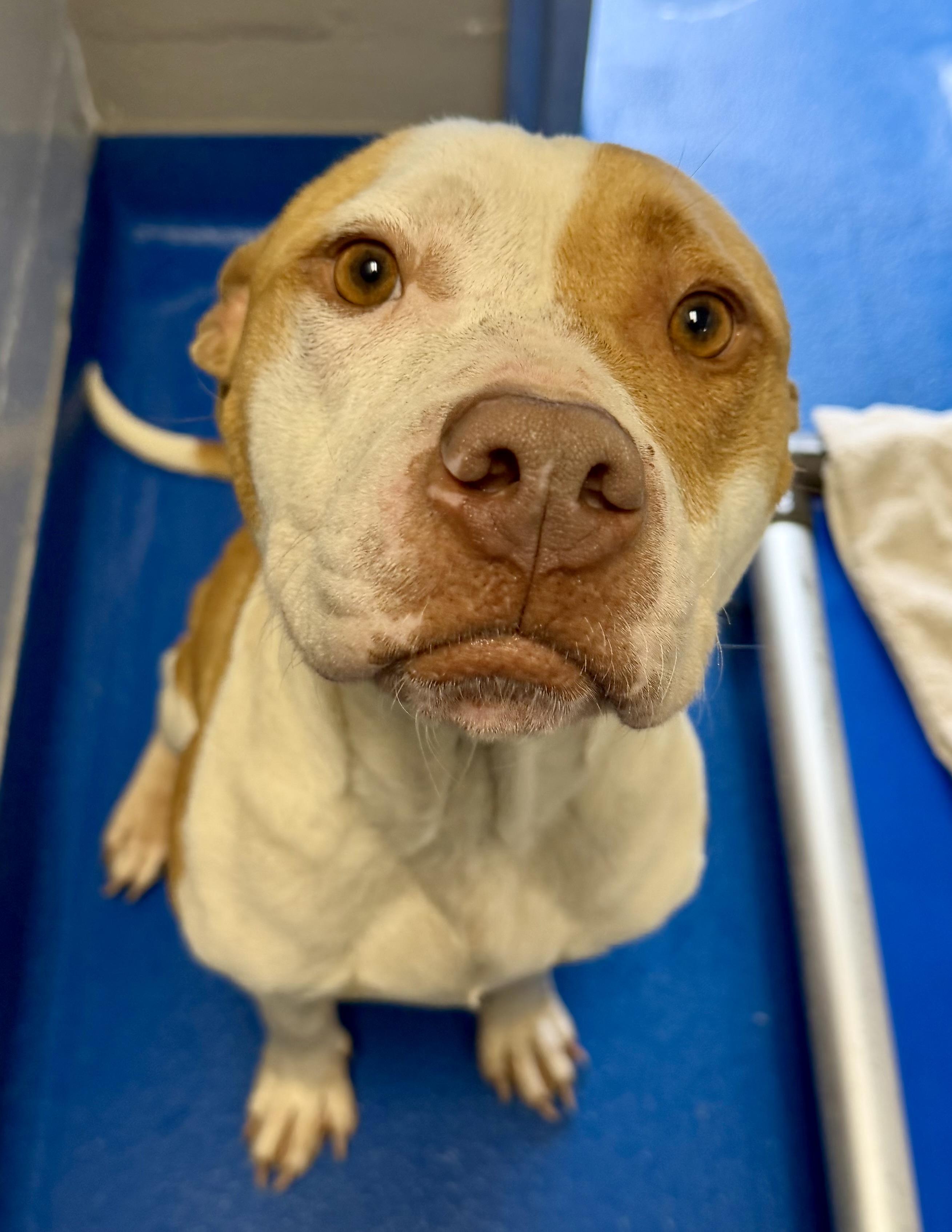 Enlarge Elara, a ADOPTABLE mixed breed in Lancaster, SC image 3/4