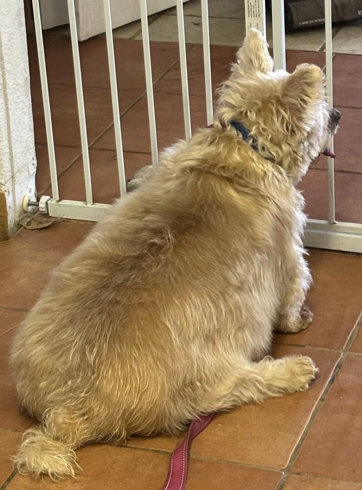 Sport, Adoptable, Adult Male Wheaten Terrier & Terrier.