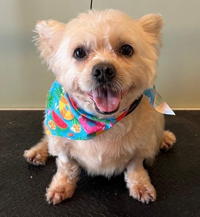 Sport, Adoptable, Adult Male Wheaten Terrier & Terrier.