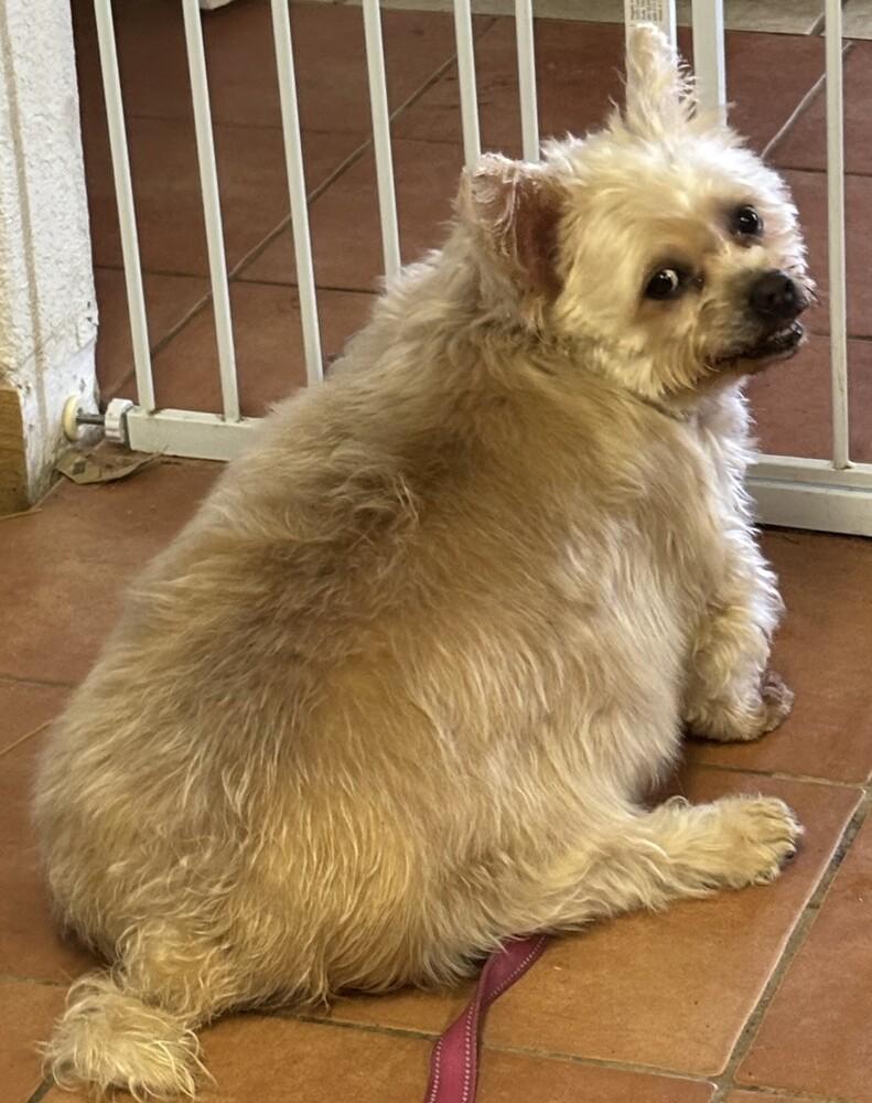 Enlarge Sport, a Adoptable mixed breed in New Braunfels, TX image 3/3