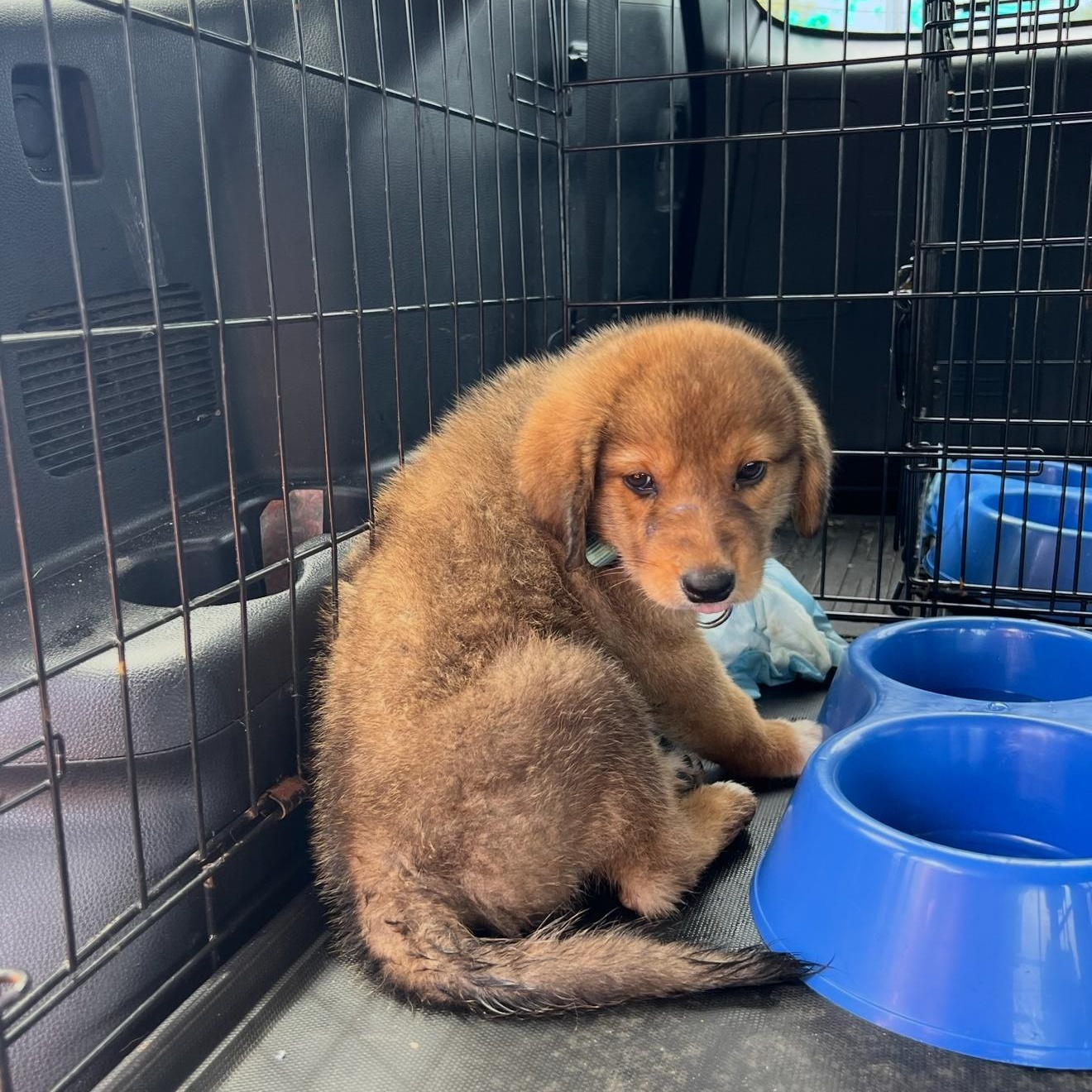 Enlarge Clover, a Adopted mixed breed in Tampa, FL image 6/6