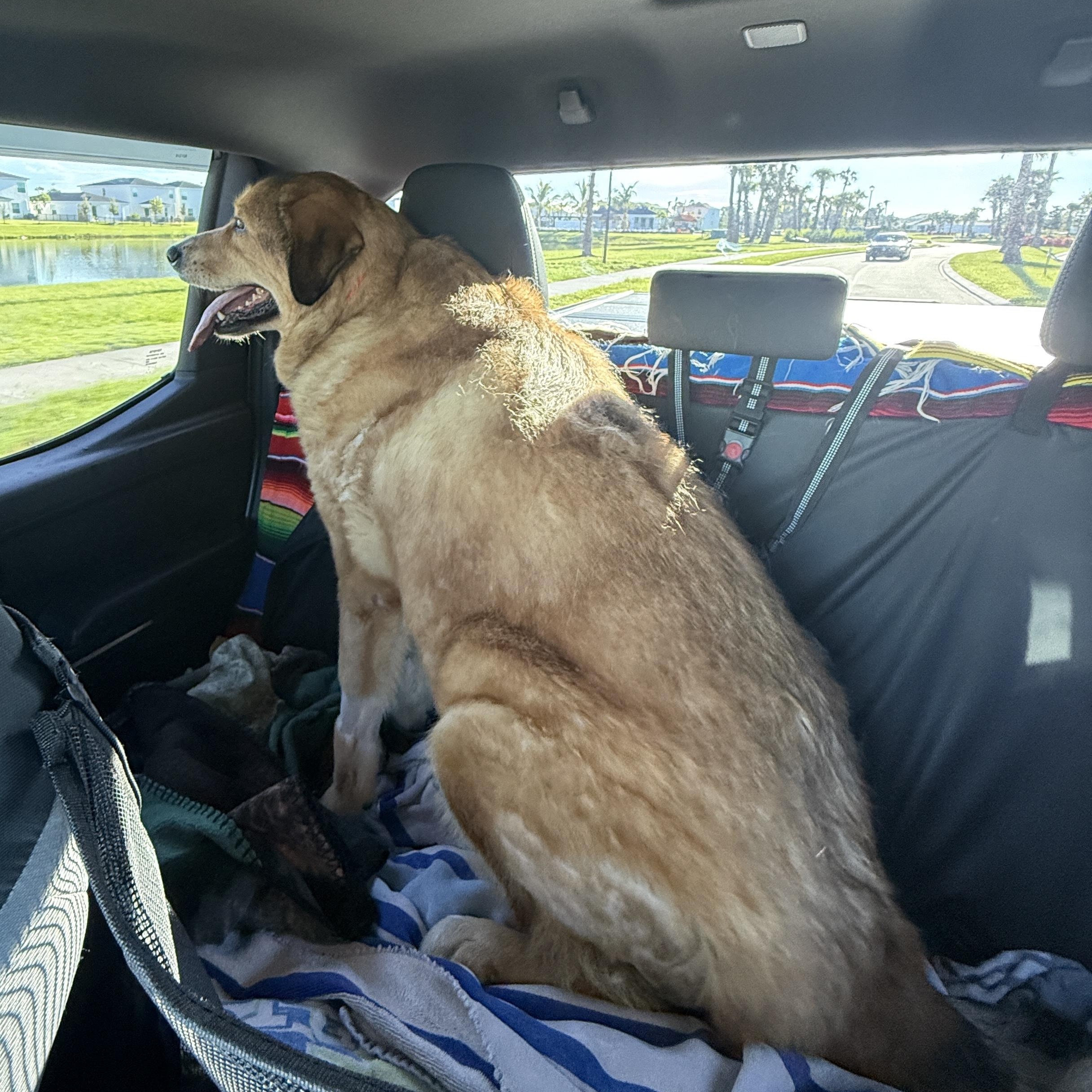 Enlarge Clover, a Adopted mixed breed in Tampa, FL image 4/6