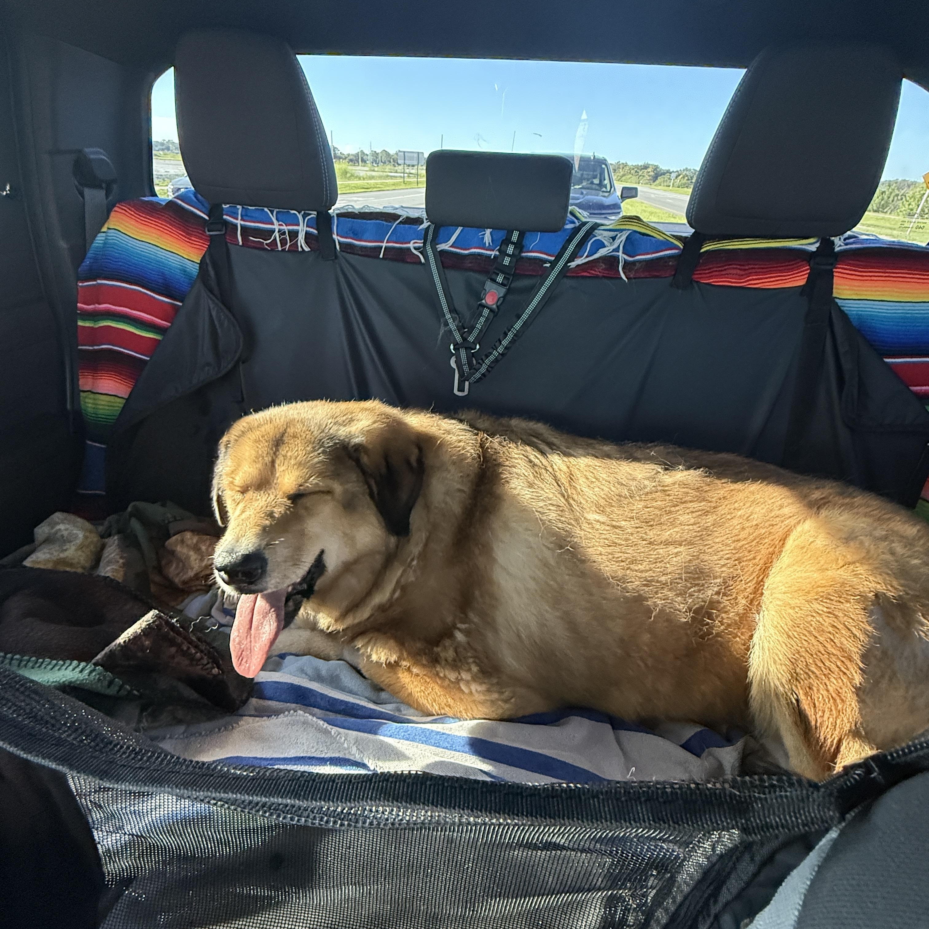 Enlarge Clover, a Adopted mixed breed in Tampa, FL image 2/6