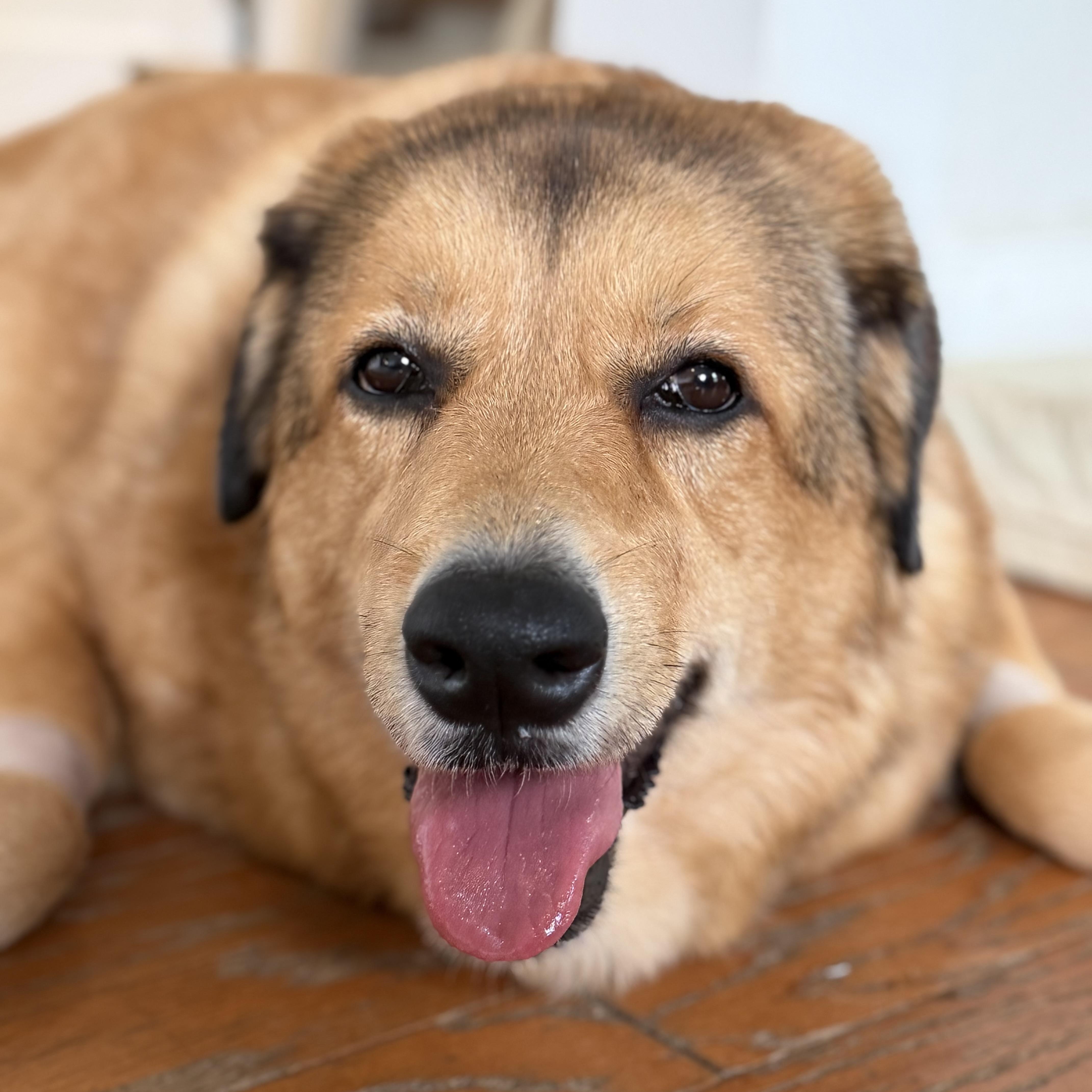 Clover, Adopted, Young Female Great Pyrenees & Golden Retriever.