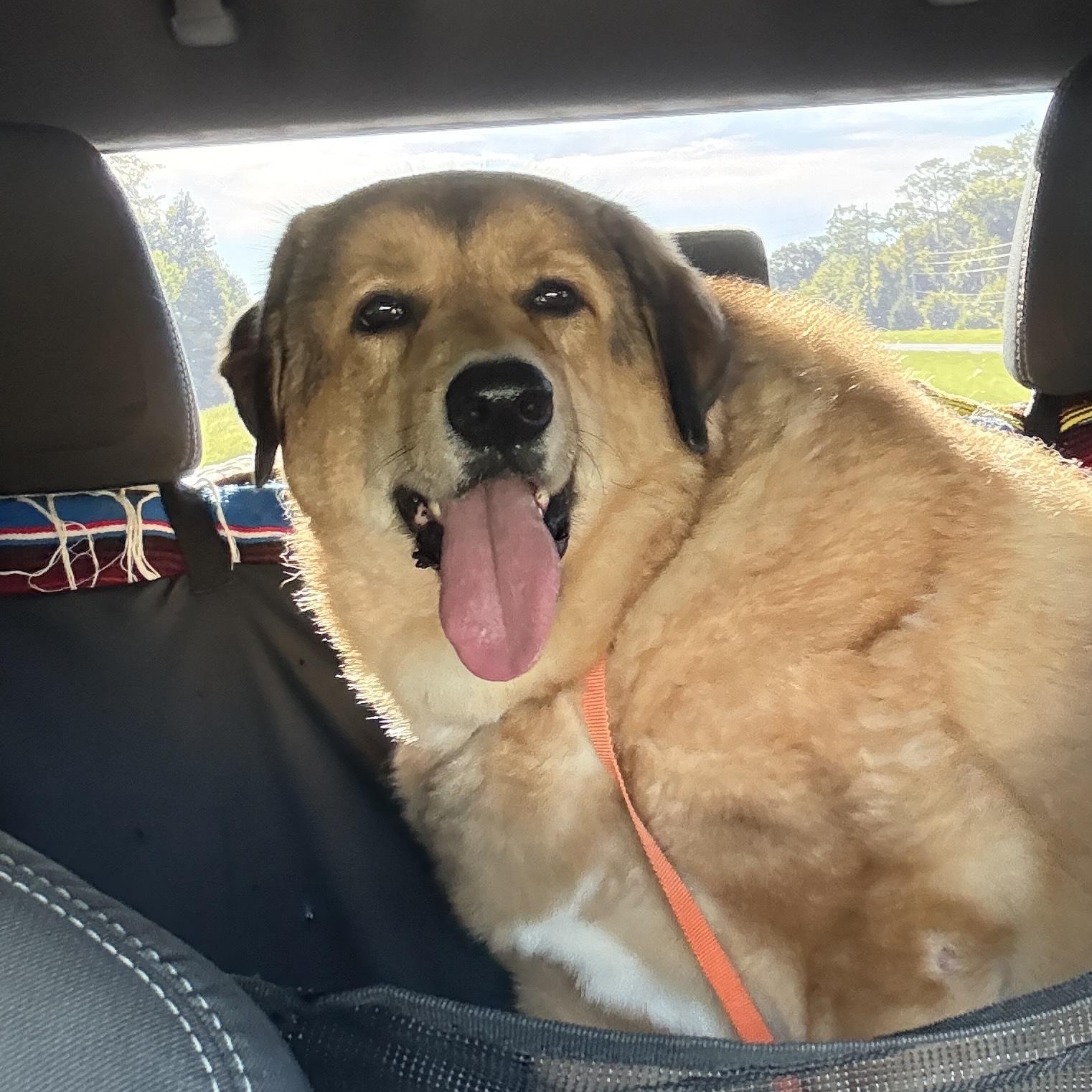 Enlarge Clover, a Adopted mixed breed in Tampa, FL image 3/6