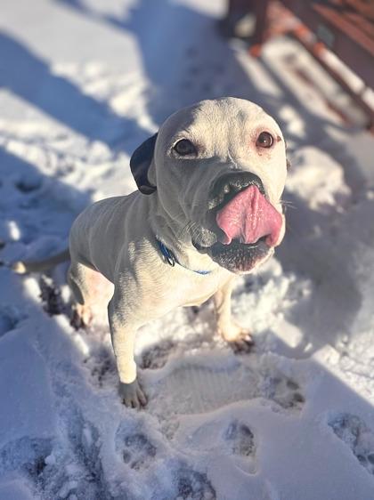 Enlarge Carly, a ADOPTABLE mixed breed in Quincy, IL image 1/1