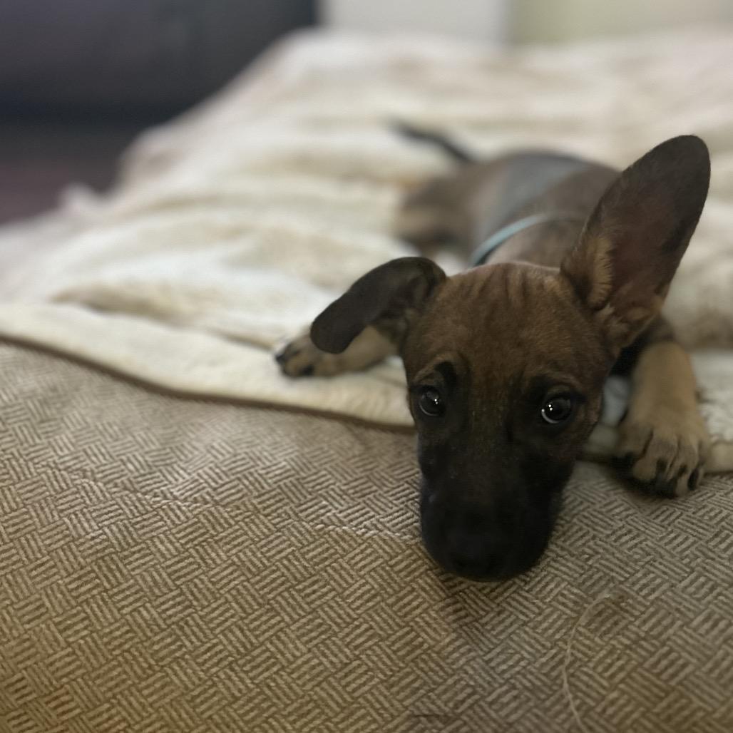 Enlarge Blueberry, a Adoptable Terrier in SAN ANTONIO, TX image 1/1