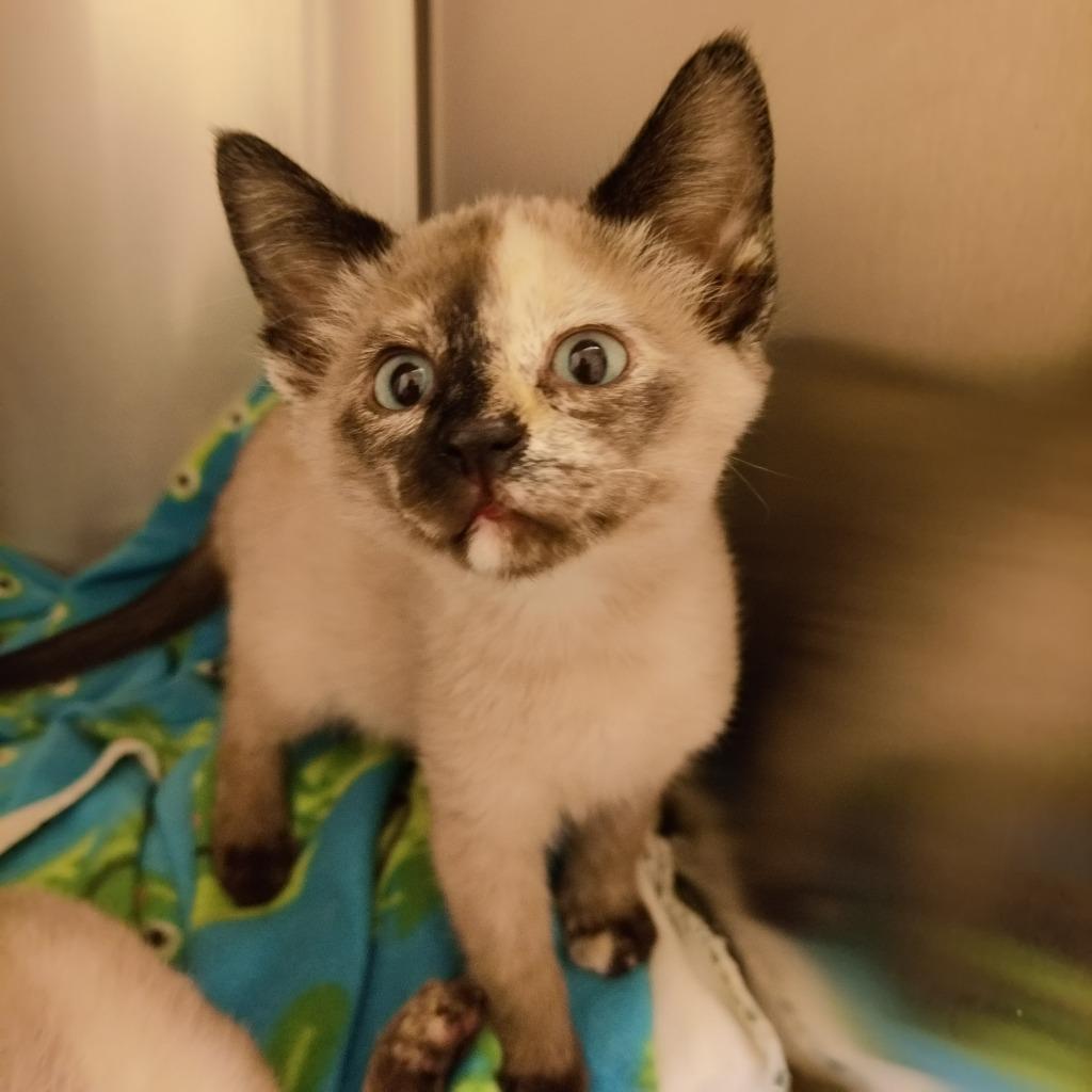 Emmie, Adopted, Kitten Female Domestic Short Hair.