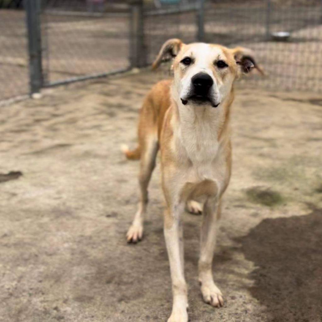 Claudius, Adoptable, Adult Male Mixed Breed.