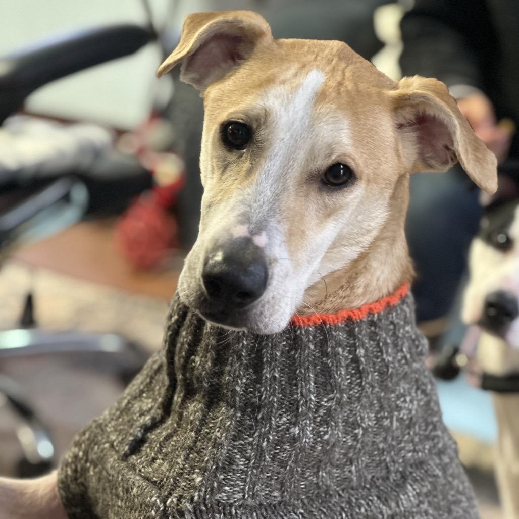 Claudius, Adoptable, Adult Male Mixed Breed.