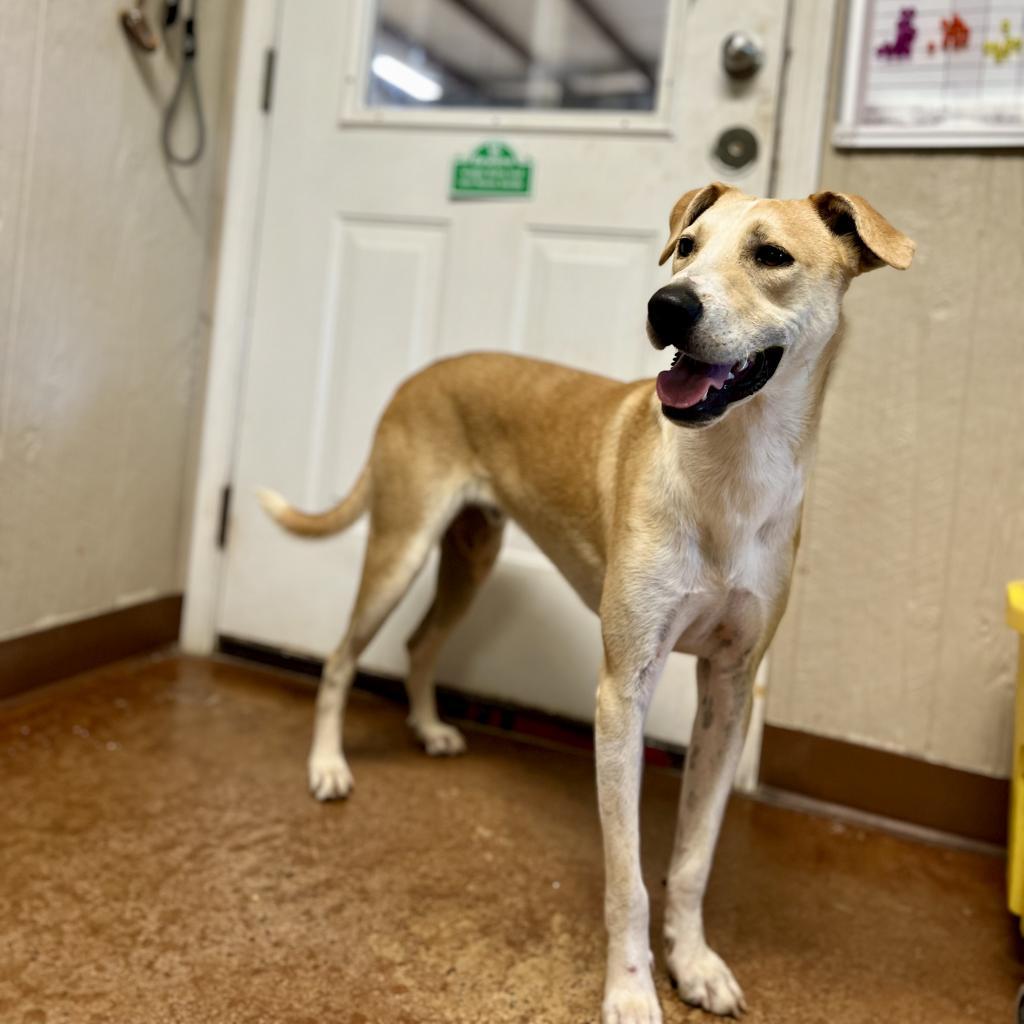 Enlarge Claudius, a Adoptable Mixed Breed in Clarksville, AR image 2/6