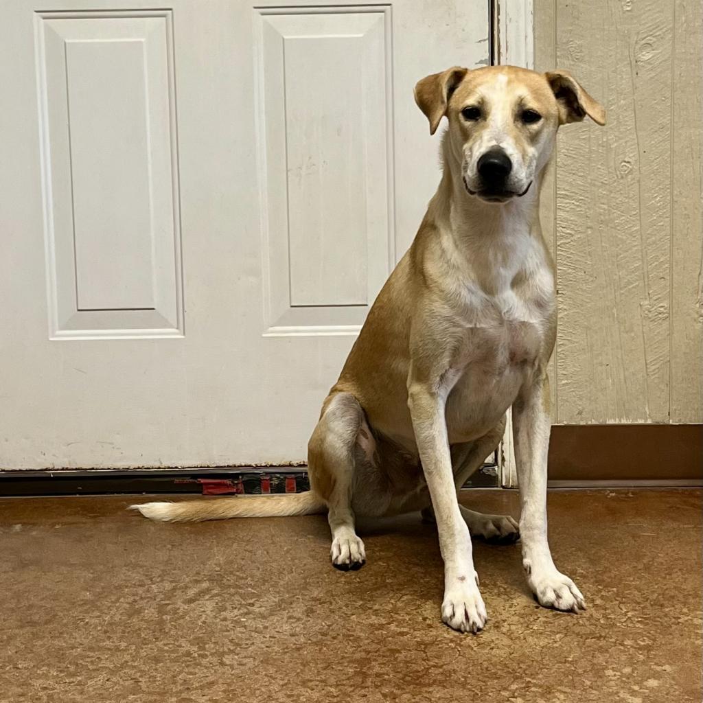 Enlarge Claudius, a Adoptable Mixed Breed in Clarksville, AR image 3/6