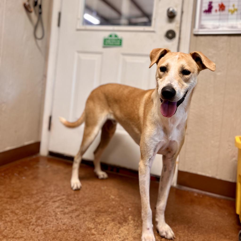 Enlarge Claudius, a Adoptable Mixed Breed in Clarksville, AR image 4/6