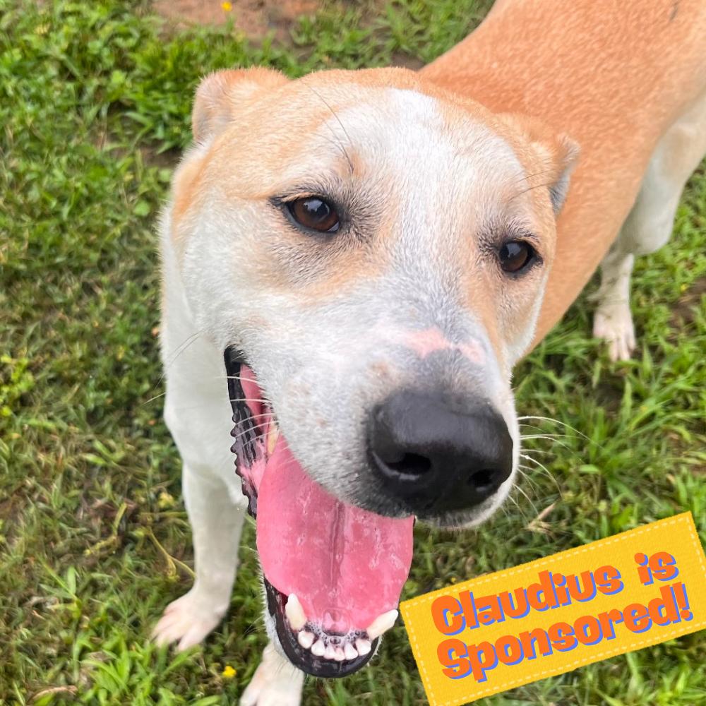 Enlarge Claudius, a Adoptable Mixed Breed in Clarksville, AR image 2/6
