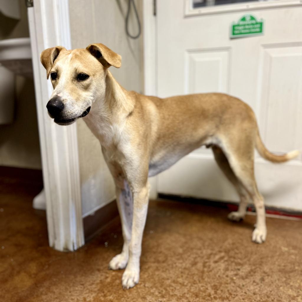 Enlarge Claudius, a Adoptable Mixed Breed in Clarksville, AR image 5/6
