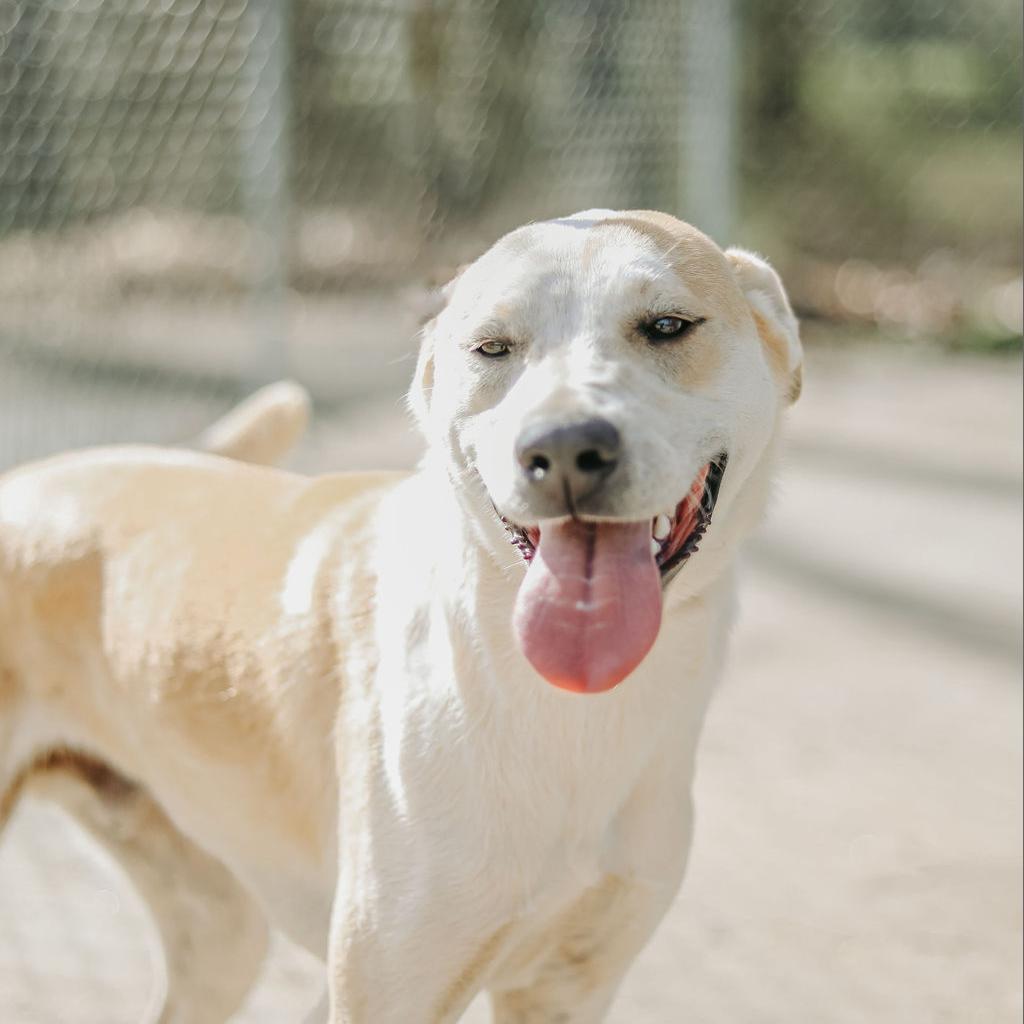 Enlarge Claudius, a Adoptable Mixed Breed in Clarksville, AR image 2/6
