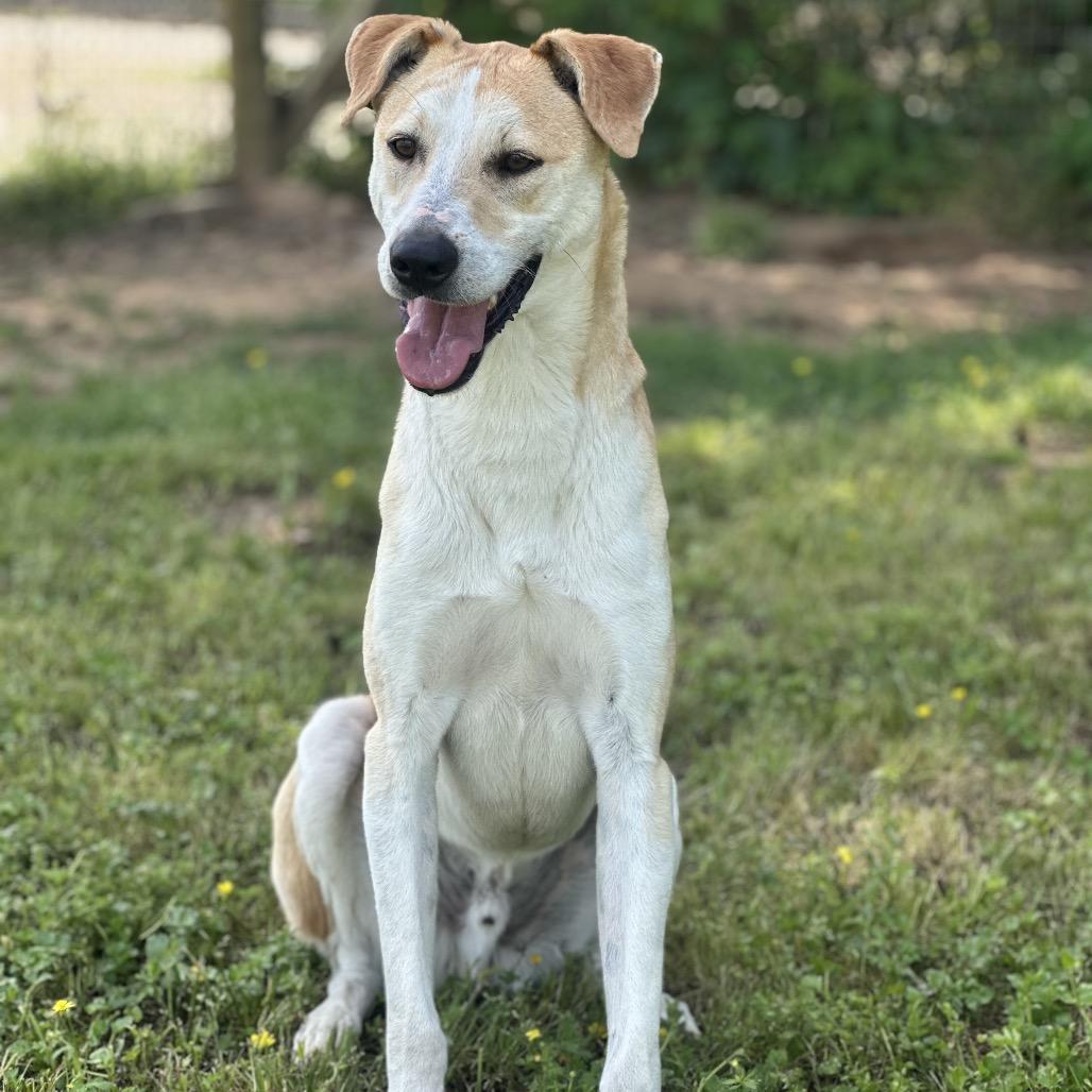 Enlarge Claudius, a Adoptable Mixed Breed in Clarksville, AR image 5/6
