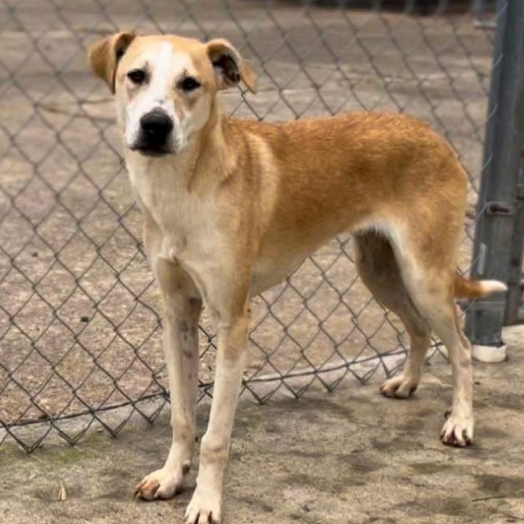 Enlarge Claudius, a Adoptable Mixed Breed in Clarksville, AR image 3/6