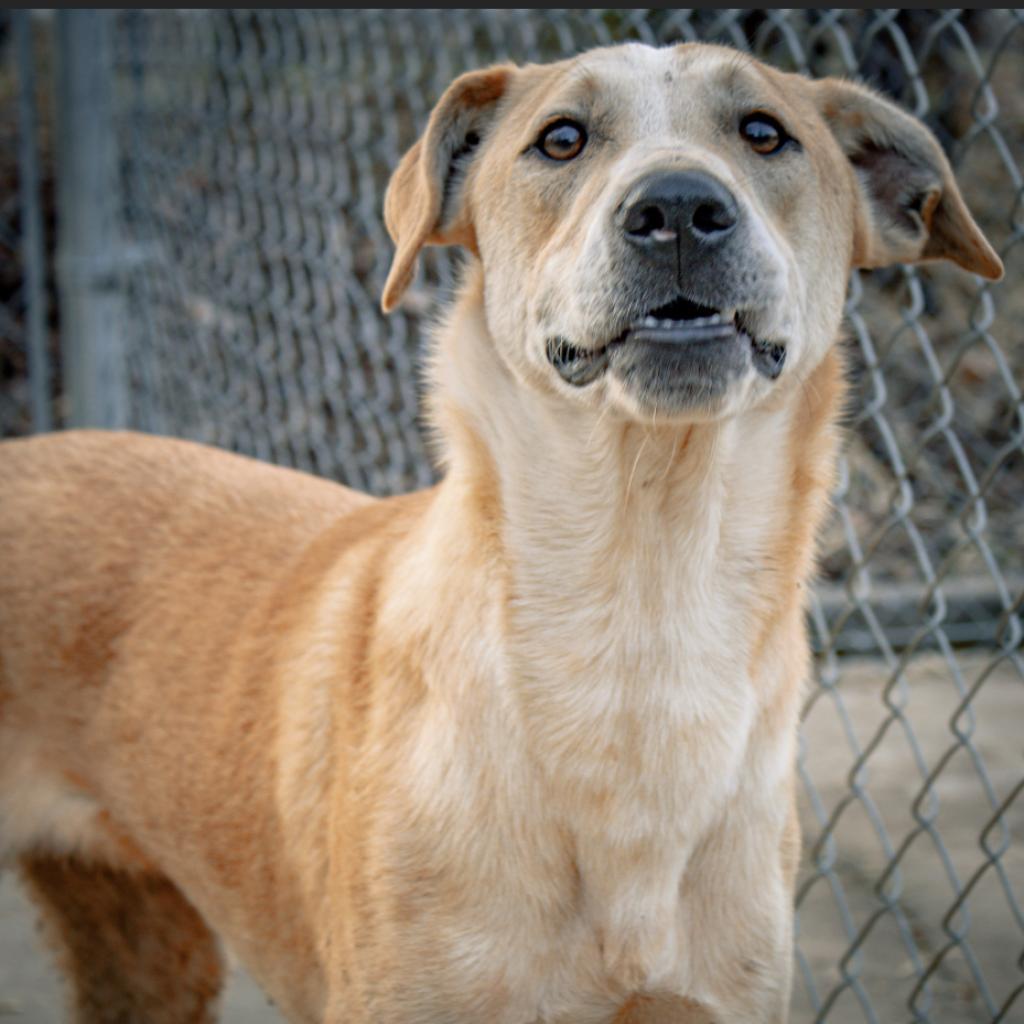 Enlarge Claudius, a Adoptable Mixed Breed in Clarksville, AR image 4/6