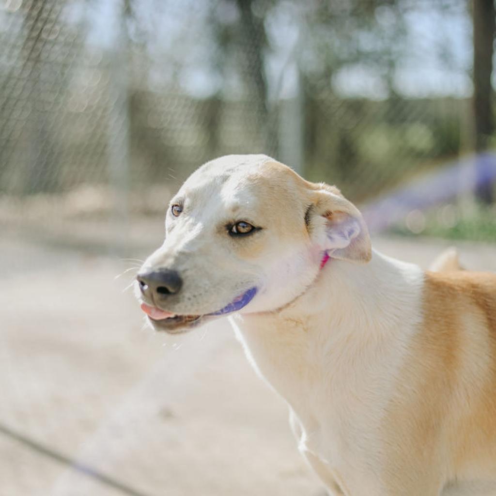 Enlarge Claudius, a Adoptable Mixed Breed in Clarksville, AR image 5/6