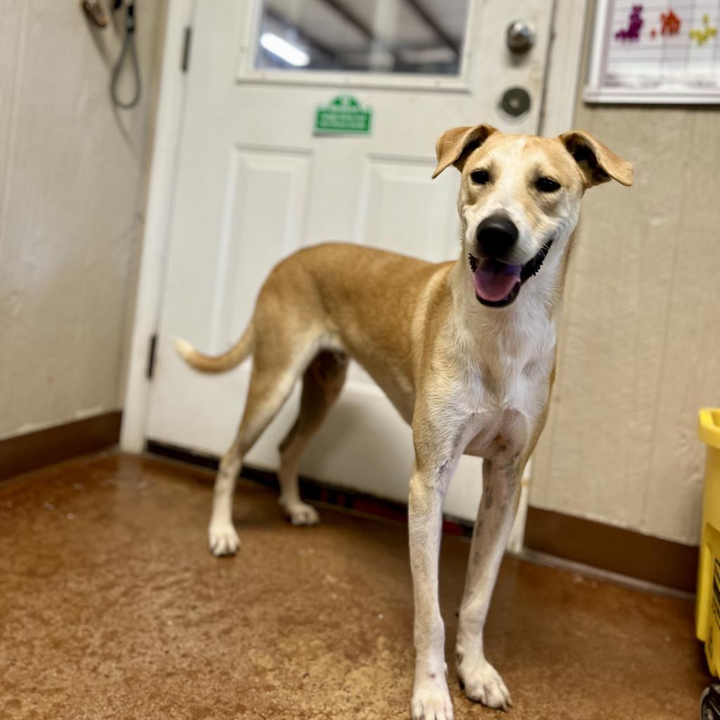 Claudius — thumbnail 6