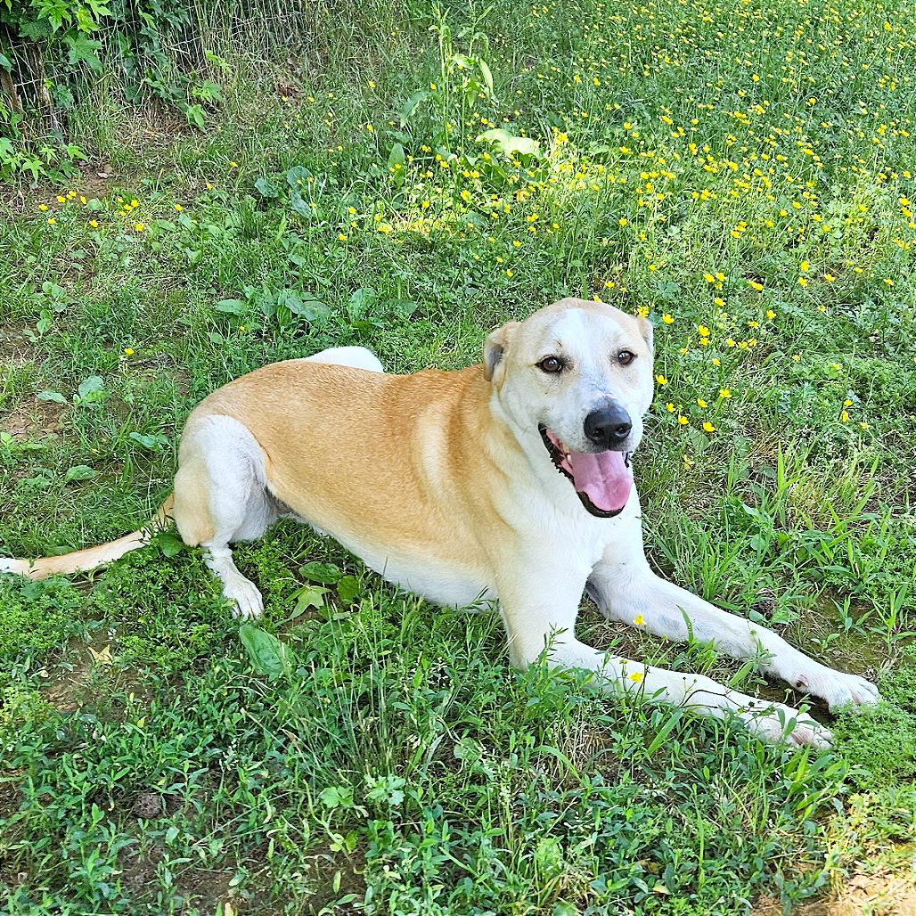 Enlarge Claudius, a Adoptable Mixed Breed in Clarksville, AR image 6/6