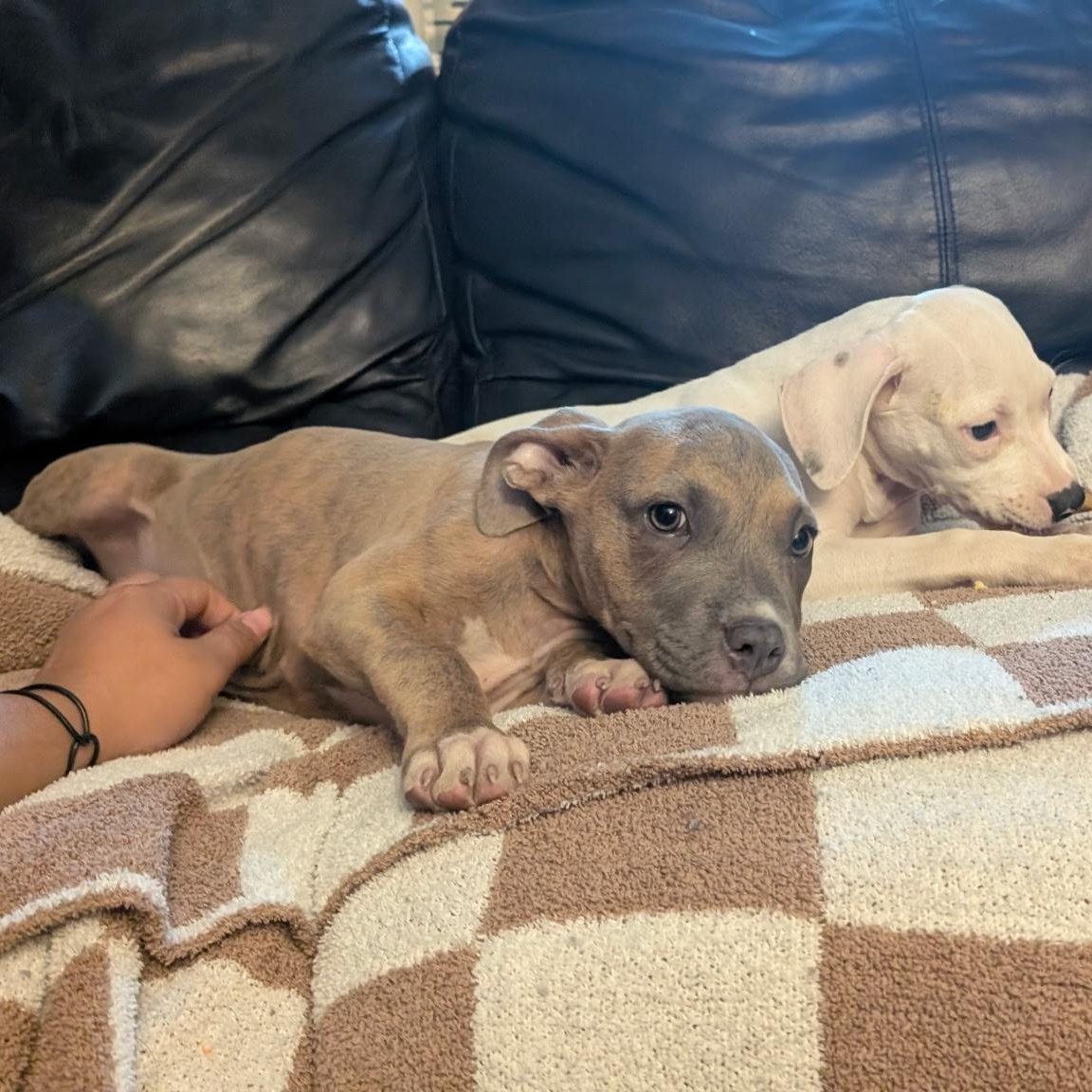 Coco, an adopted mixed breed in Hyattsville, MD image 4/5