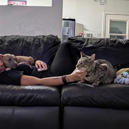 Coco, an adopted mixed breed in Hyattsville, MD image 2/5