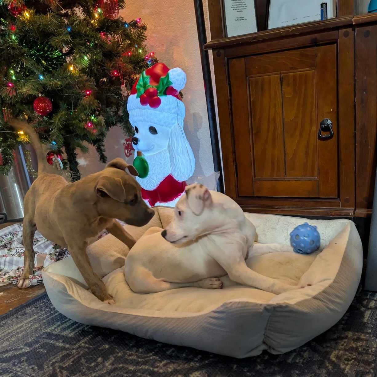 Coco, an adopted mixed breed in Hyattsville, MD image 3/5