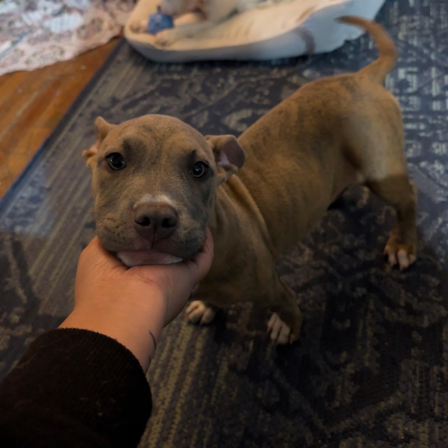 Coco, an adopted mixed breed in Hyattsville, MD image 1/5