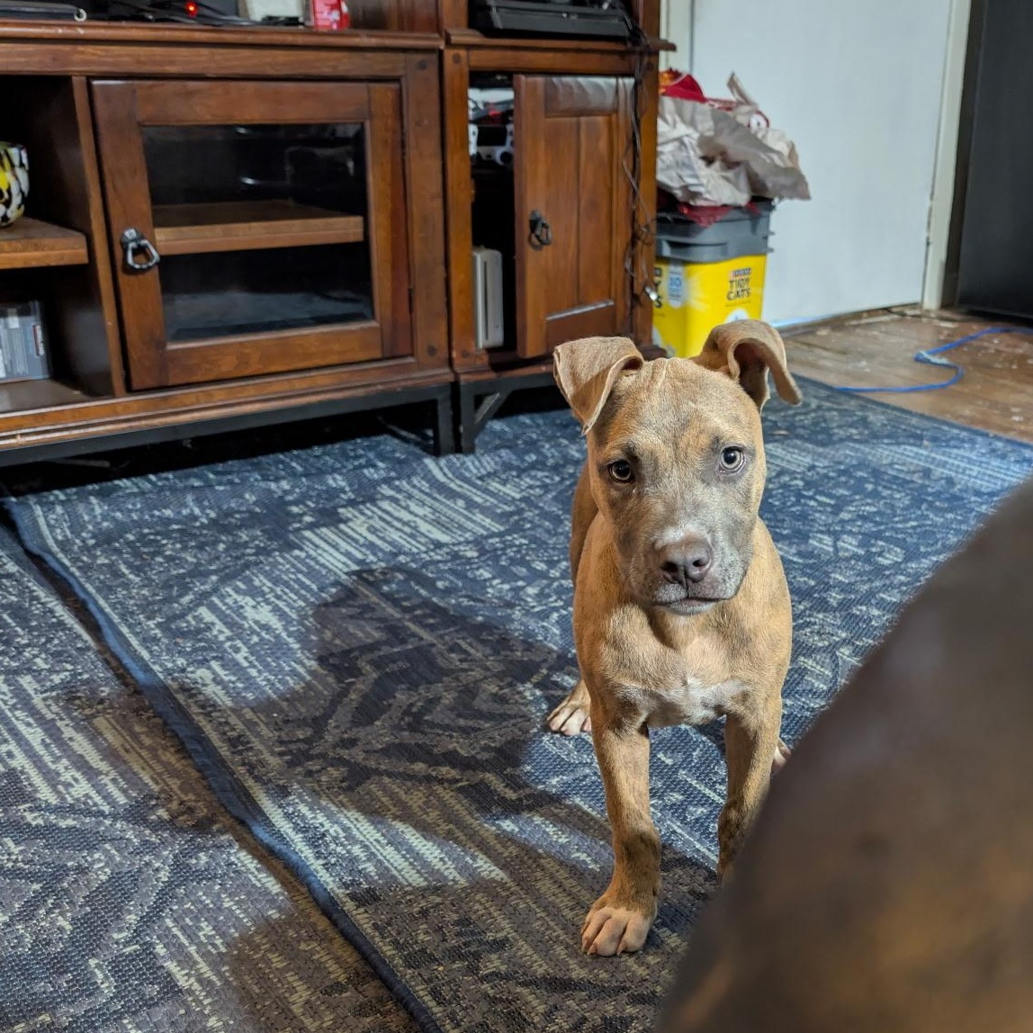 Coco, an adopted mixed breed in Hyattsville, MD image 5/5