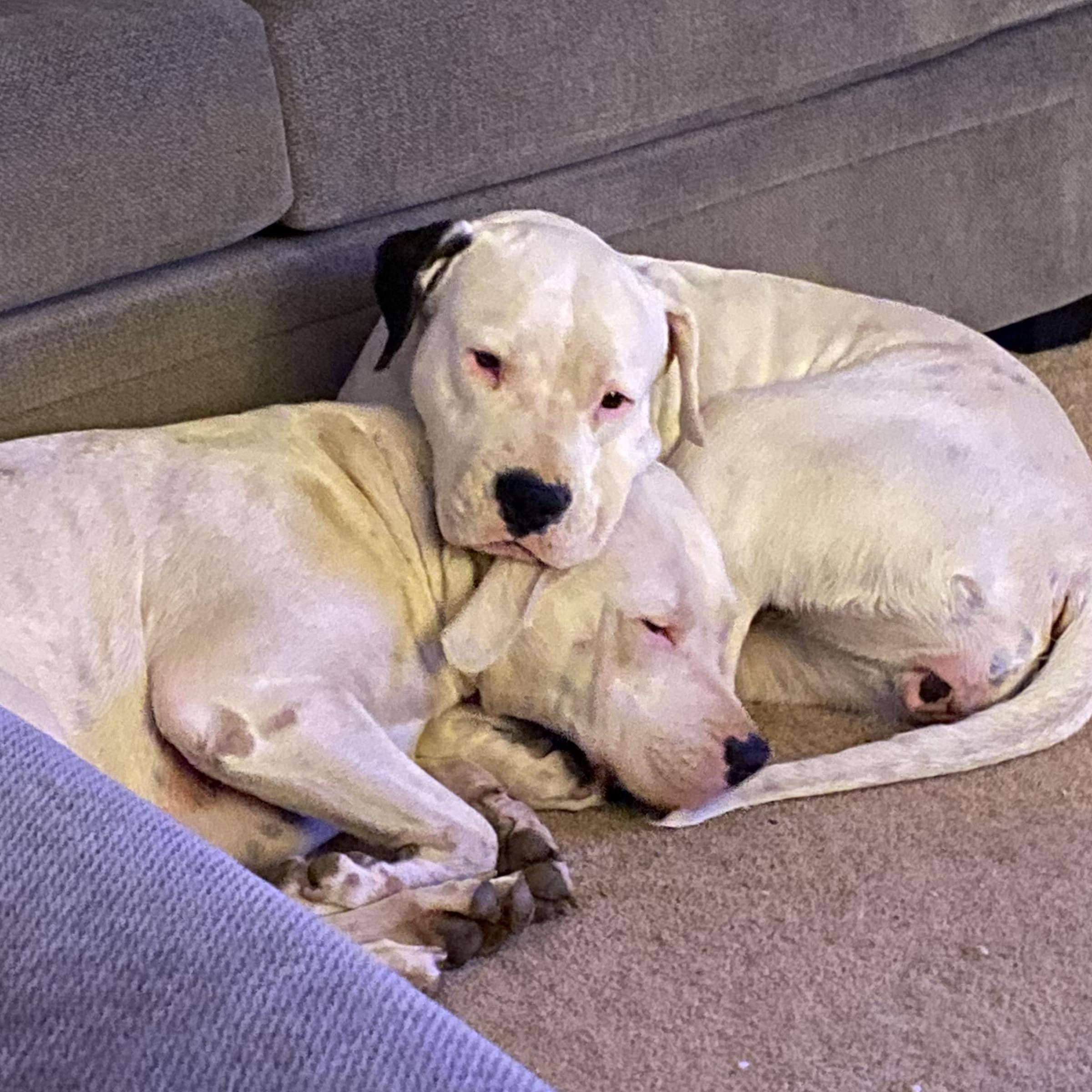 Harley and Luna, a Adoptable mixed breed in PORTLAND, OR image 2/6