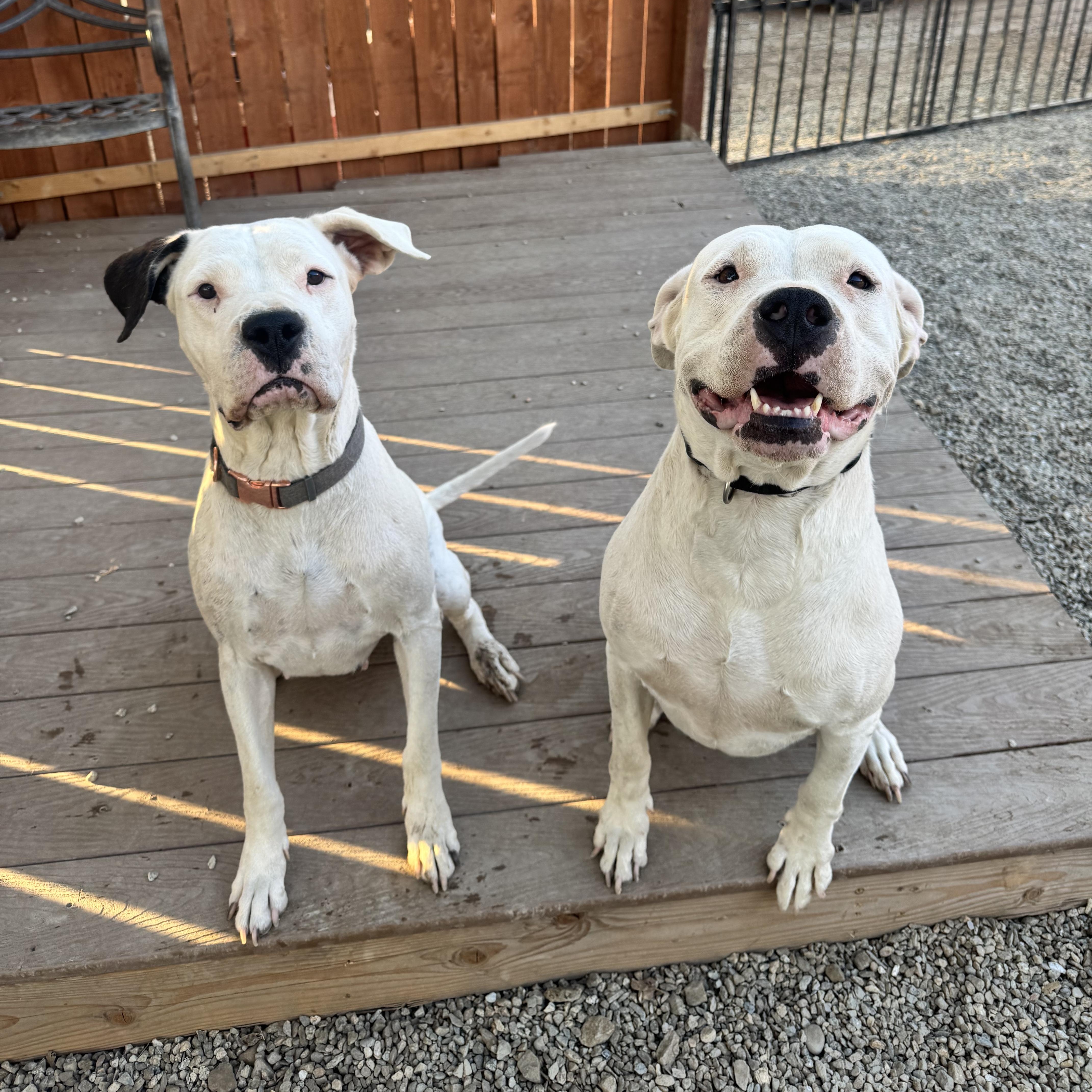 Harley and Luna, a Adoptable mixed breed in PORTLAND, OR image 5/6