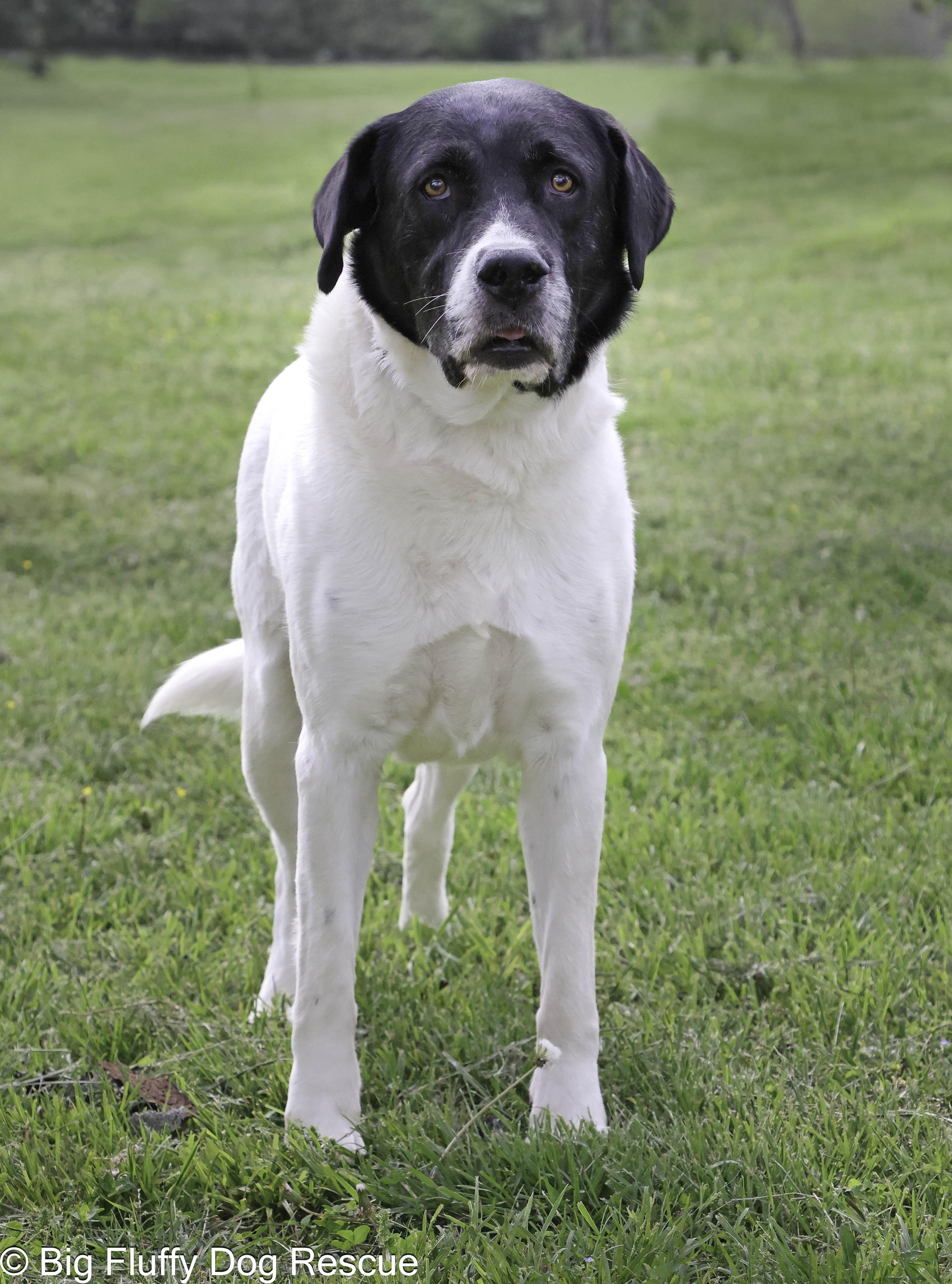 Tiger, a Adoptable mixed breed in Hickory, NC image 2/3