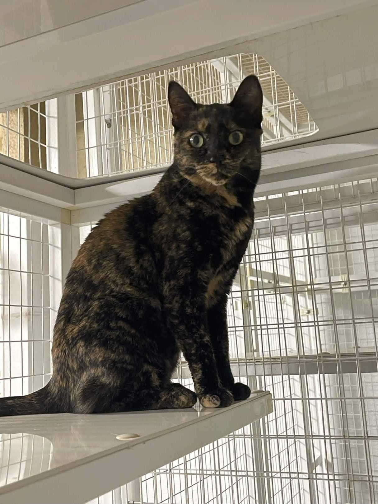 Enlarge Olive, a ADOPTABLE Domestic Short Hair in San Luis Obispo, CA image 3/3