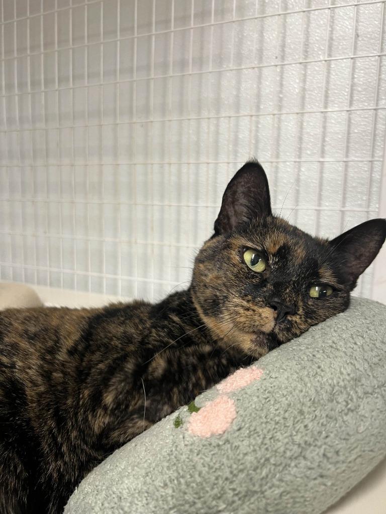 Enlarge Olive, a ADOPTABLE Domestic Short Hair in San Luis Obispo, CA image 1/3