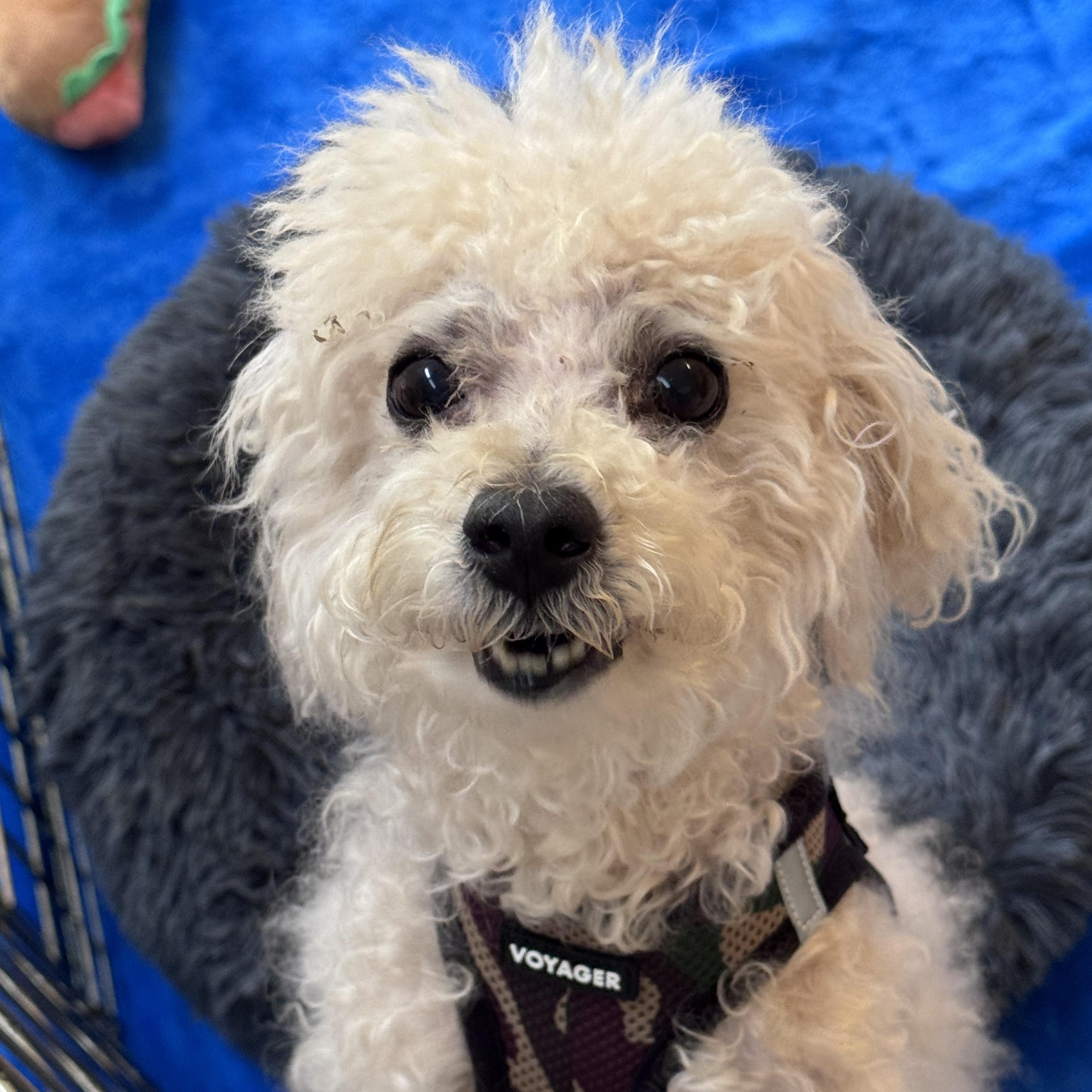 Enlarge Chip 8030, a Adoptable mixed breed in Boca Raton, FL image 1/4