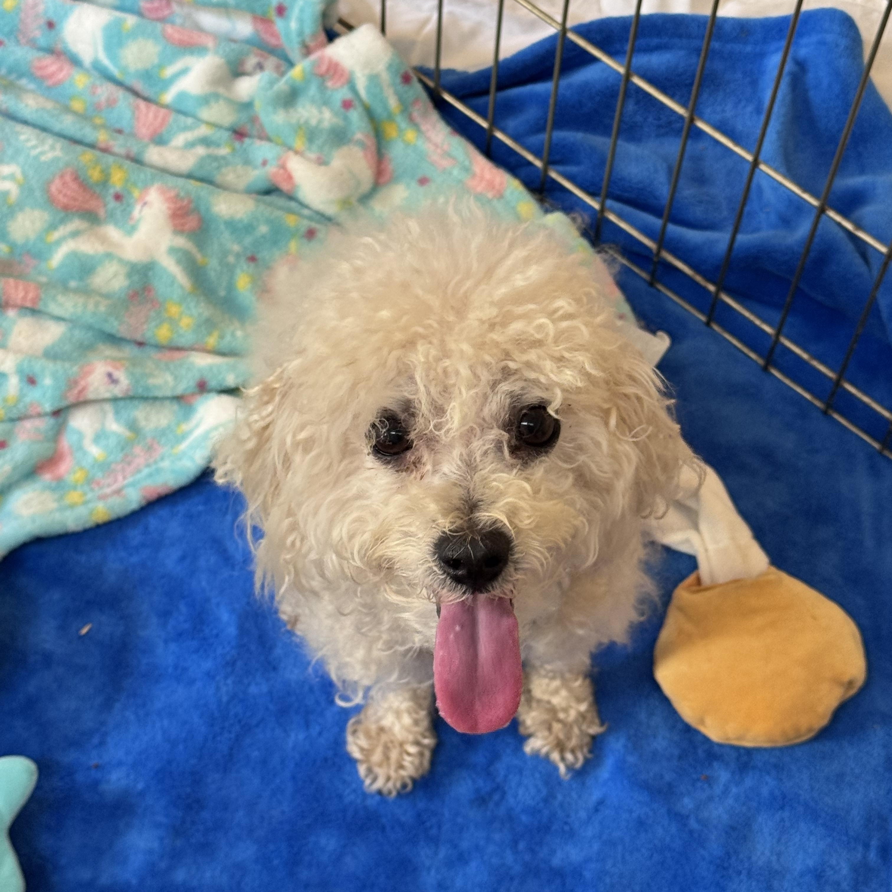 Enlarge Chip 8030, a Adoptable mixed breed in Boca Raton, FL image 3/4