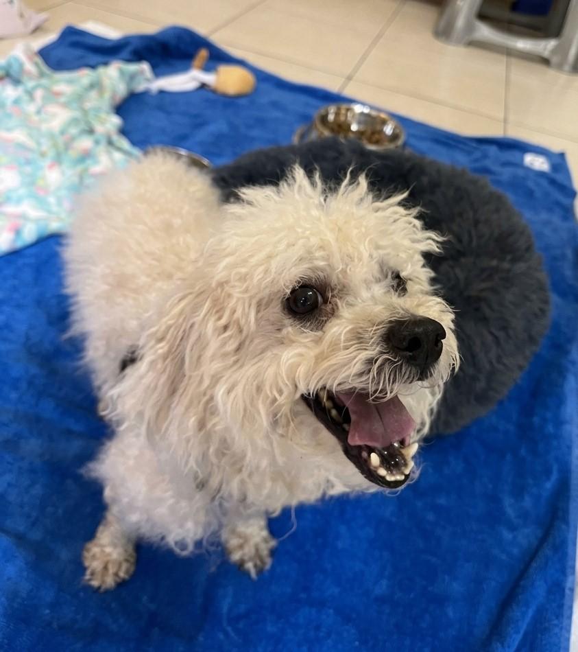 Enlarge Chip 8030, a Adoptable mixed breed in Boca Raton, FL image 2/4
