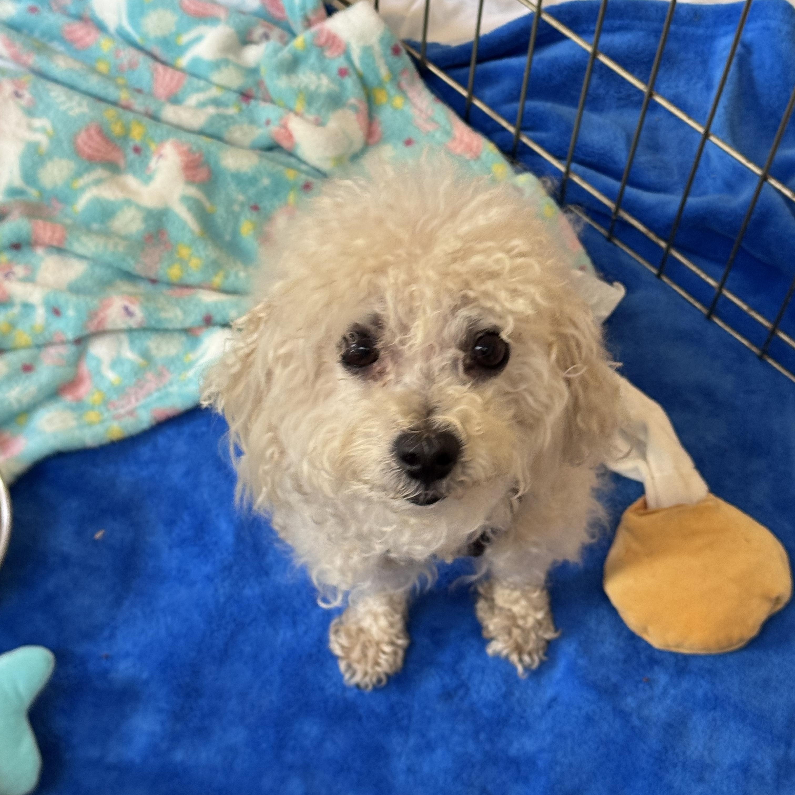 Enlarge Chip 8030, a Adoptable mixed breed in Boca Raton, FL image 4/4