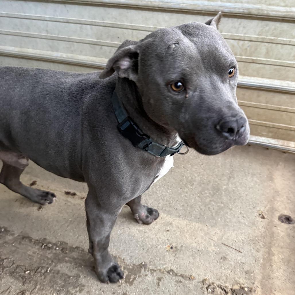 Enlarge Bo, a Adoptable English Bulldog in Enterprise, AL image 1/1