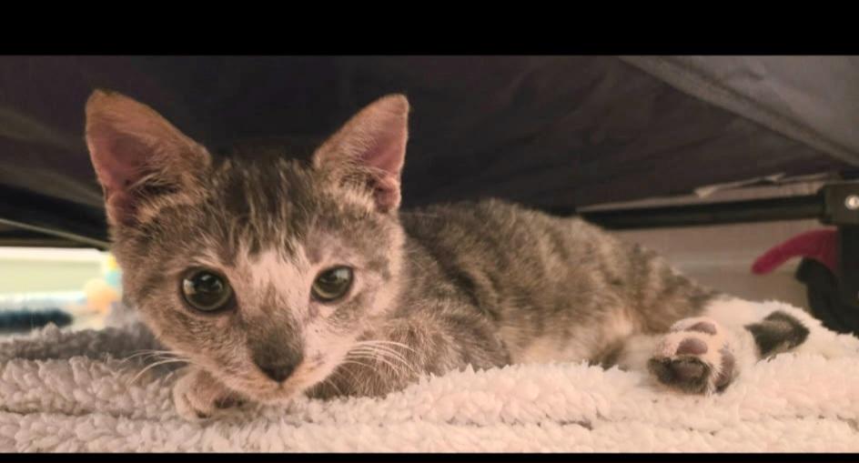 MEATLOAF, an adopted mixed breed in Elgin, SC image 4/5