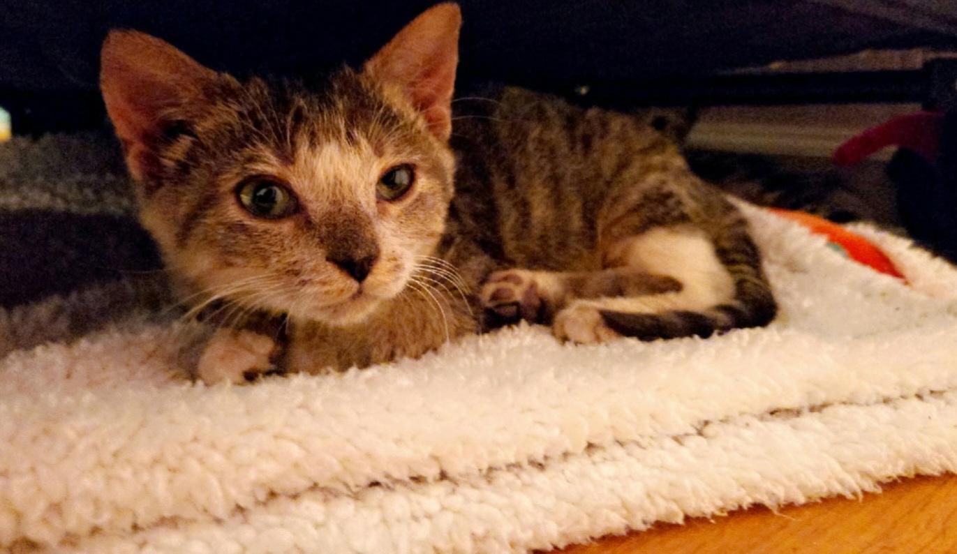 MEATLOAF, an adopted mixed breed in Elgin, SC image 3/5
