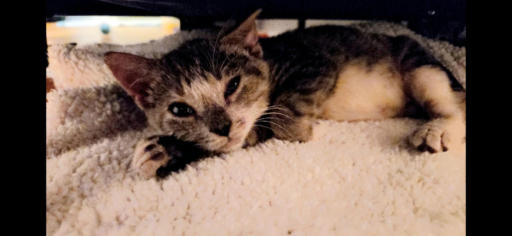 MEATLOAF, an adopted mixed breed in Elgin, SC image 2/5