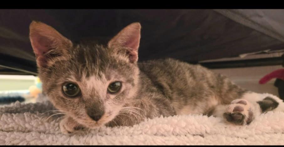 MEATLOAF, an adopted mixed breed in Elgin, SC image 5/5