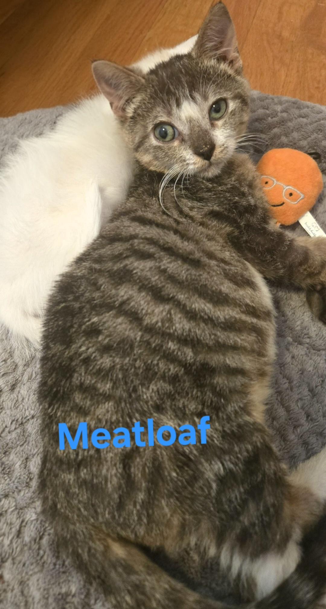 MEATLOAF, an adopted mixed breed in Elgin, SC image 1/5