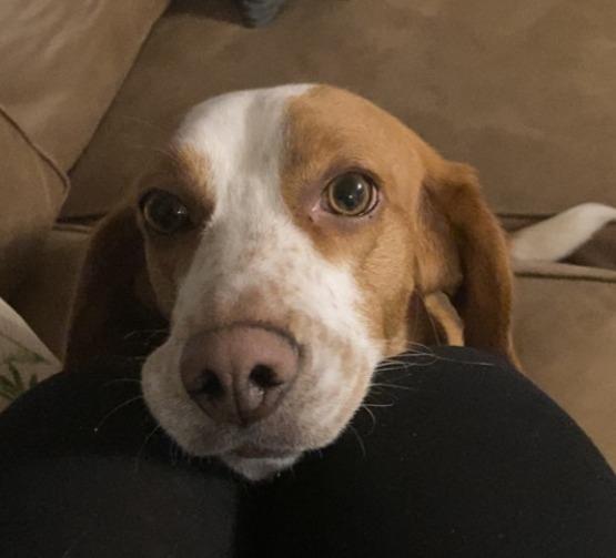 Pete, Adoptable, Adult Male Beagle.